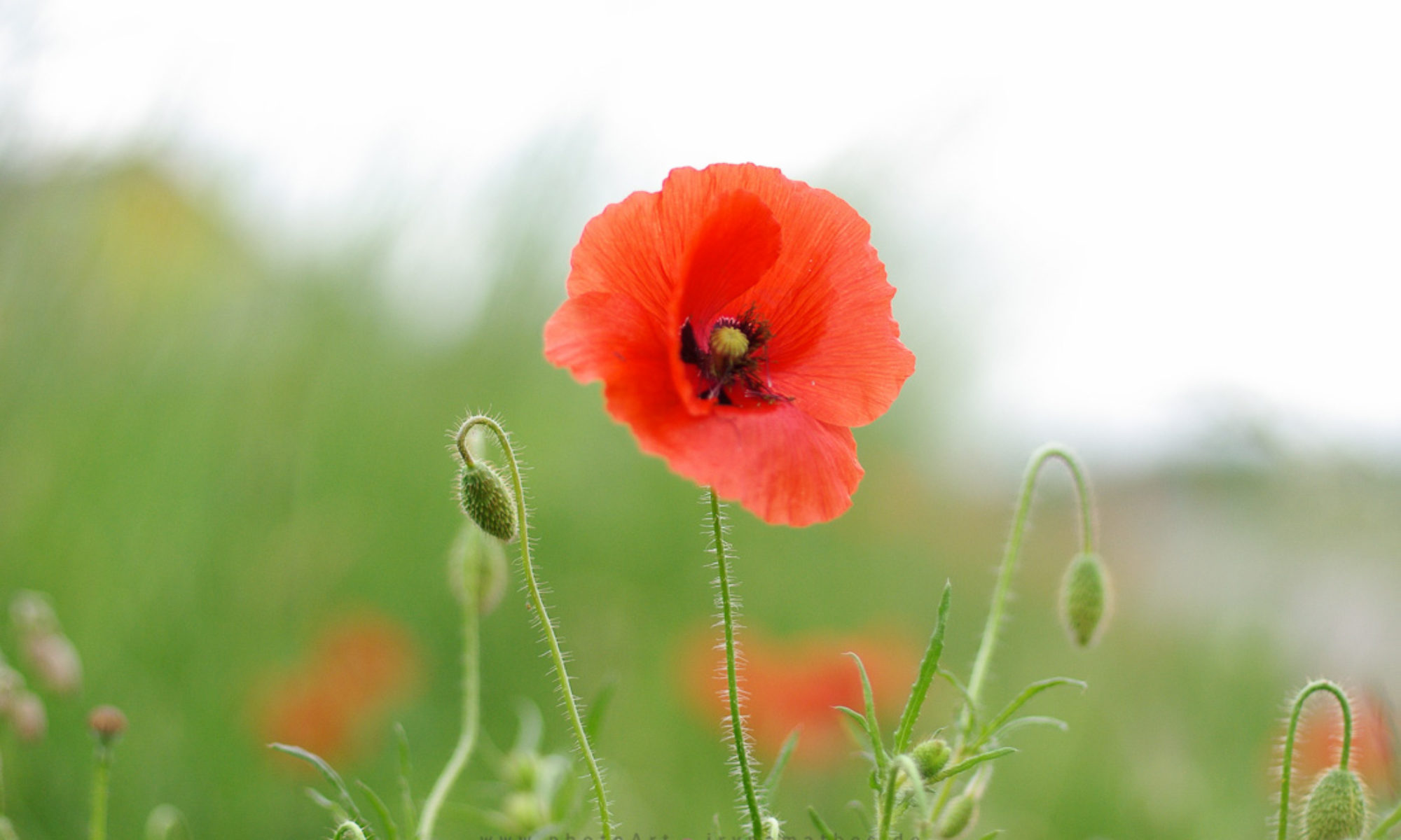 Mohn, Iryna Mathes Fotografie für Monika Mathes