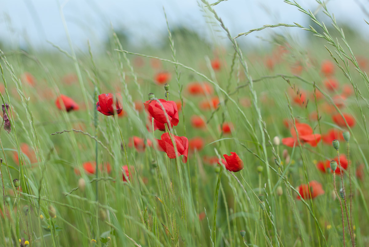 Mohn, Iryna Mathes Fotografie für Monika Mathes